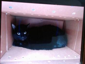Domestic Short Hair Cats Available for Adoption in Albuquerque, New Mexico - FRIDA | PetCurious
