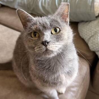 Miss Jackie -  Domestic Short Hair Cat for Adoption in Fort Worth, Texas - Miss Jackie | PetCurious