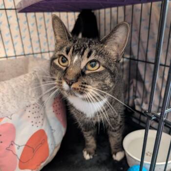 Grianach -  Domestic Short Hair Cat for Adoption in Saugerties, New York - Grianach | PetCurious
