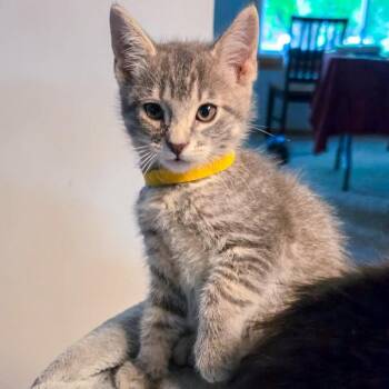 Sterling -  Domestic Short Hair Cat for Adoption in Des Moines, Iowa - Sterling | PetCurious