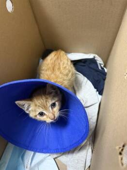 Domestic Short Hair Cats Available for Adoption in Stockton, California - A375613 | PetCurious