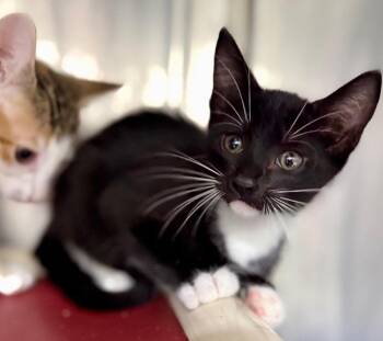 Squeegee -  Domestic Short Hair Cat for Adoption in Danielsville, Georgia - Squeegee | PetCurious