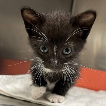 Tuxie -  Domestic Medium Hair Cat for Adoption in Hinesville, Georgia - Tuxie | PetCurious