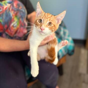 Prince -  Maine Coon Cat for Adoption in Sequatchie, Tennessee - Prince | PetCurious
