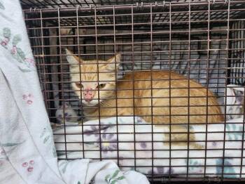 GINGER -  Domestic Short Hair Cat for Adoption in San Antonio, Texas - GINGER | PetCurious