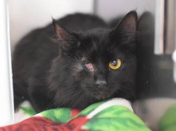 Domestic Medium Hair Cats Available for Adoption - Mangrove | PetCurious