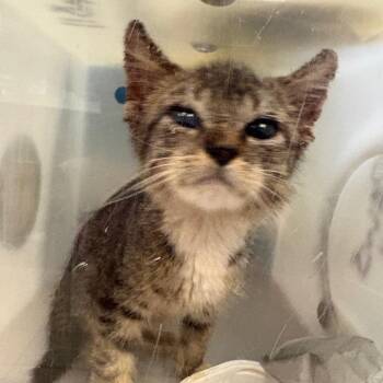 Calathea -  Domestic Short Hair Cat for Adoption in Columbus, Georgia - Calathea | PetCurious