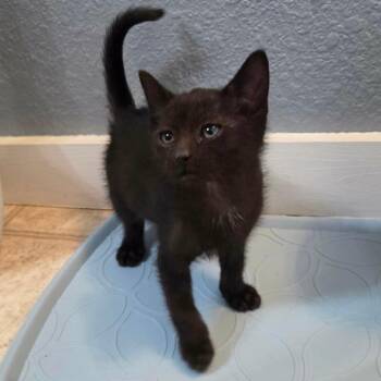 Domestic Short Hair Cats Available for Adoption in Gresham, Wisconsin - CAM | PetCurious