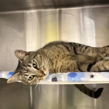 Domestic Short Hair Cats Available for Adoption in Buffalo, New York - Hazel | PetCurious