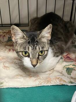 Little Thing -  American Bobtail Cat for Adoption in Lunenburg, Massachusetts - Little Thing | PetCurious