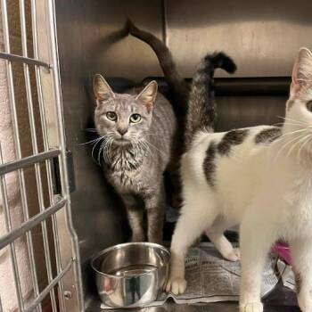Porkchop -  Domestic Short Hair Cat for Adoption in Rocky Mount, Virginia - Porkchop | PetCurious