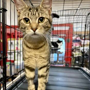 Rescue Domestic Short Hair Cats for Adoption in Centerville, Georgia - Chunk | PetCurious