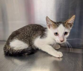 Halo -  Domestic Short Hair Cat for Adoption in Fresno, California - Halo | PetCurious