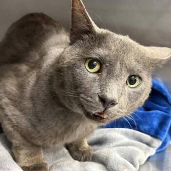 Ajay -  Domestic Short Hair Cat for Adoption in New York, New York - Ajay | PetCurious