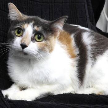 Domestic Medium Hair Cats Available for Adoption - Tommi C10948 | PetCurious