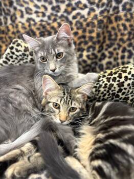 Domestic Medium Hair Cats Available for Adoption in Monroe Township, New Jersey - Rocky And Pepper | PetCurious
