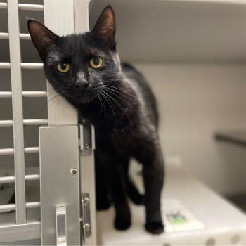 JONESY -  Domestic Short Hair Cat Available for Adoption in Aurora, Colorado - JONESY | PetCurious