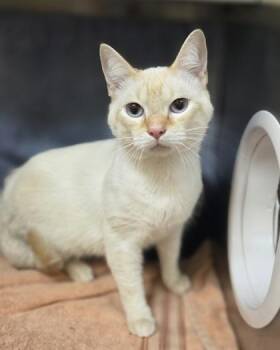 Draco -  Domestic Short Hair Cat for Adoption in Westland, Michigan - Draco | PetCurious