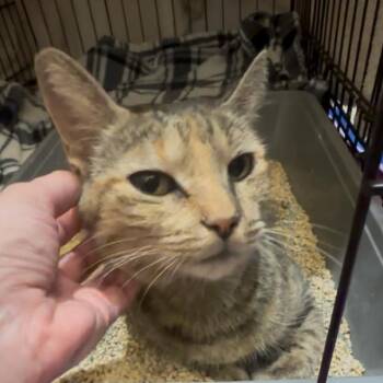 Becky -  Domestic Short Hair Cat for Adoption in Houston, Texas - Becky | PetCurious