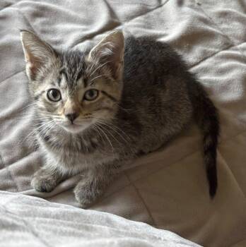 Miter -  Domestic Short Hair Cat for Adoption in Morgantown, West Virginia - Miter | PetCurious