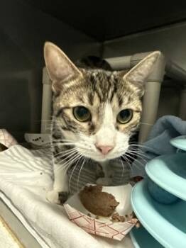 Rescue Domestic Short Hair Cats for Adoption in Morristown, New Jersey - Rose | PetCurious