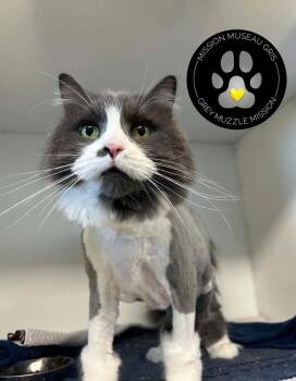 Charlot -  Domestic Short Hair Cat for Adoption in Delson, Quebec - Charlot | PetCurious