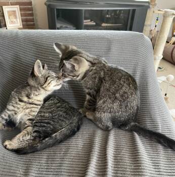 Chloe C10736pa & Zoe C10735pa -  Tabby Cat for Adoption in Burlington, Washington - Chloe C10736pa & Zoe C10735pa | PetCurious