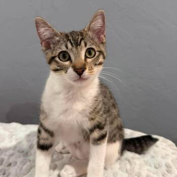 Mr. Krabs -  Domestic Short Hair Cat for Adoption in Warr Acres, Oklahoma - Mr. Krabs | PetCurious