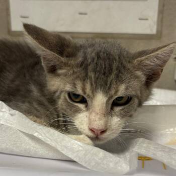 Frank -  Domestic Short Hair Cat for Adoption in Yuma, Arizona - Frank | PetCurious