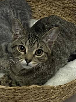 Jax 0250 -  Domestic Short Hair Cat for Adoption in Dallas, Texas - Jax 0250 | PetCurious
