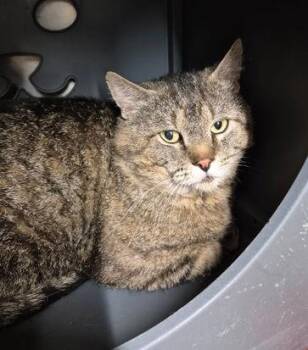 Farley -  Domestic Short Hair Cat for Adoption in Butte, Montana - Farley | PetCurious