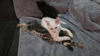 Maurice -  Domestic Short Hair Cat for Adoption in Rockville, Maryland - Maurice | PetCurious