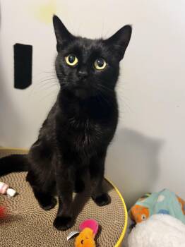 American Shorthair Cats Available for Adoption - Cleopatra  | PetCurious