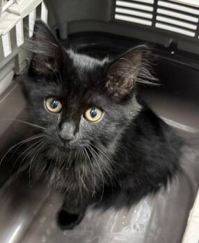 If11 George -  Domestic Long Hair Cat for Adoption in Lawrenceville, Georgia - If11 George | PetCurious