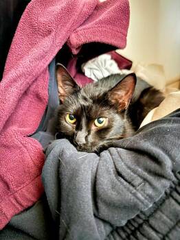 Rescue Domestic Short Hair Cats for Adoption in Pittsburgh, Pennsylvania - Marin | PetCurious