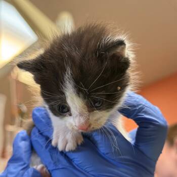 Rescue Domestic Medium Hair Cats for Adoption in Flagstaff, Arizona - Pawn W/ Rook - Cuddly Lap Cat! Good With Dogs, Cats, And Kids! | PetCurious