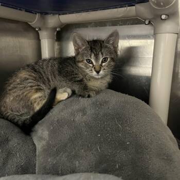 Siri -  Domestic Short Hair Cat Available for Adoption in Detroit Lakes, Minnesota - Siri | PetCurious