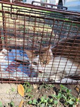 2-17 -  Domestic Short Hair Cat for Adoption in San Antonio, Texas - 2-17 | PetCurious