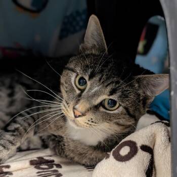 Lark -  Domestic Short Hair Cat for Adoption in Spokane, Washington - Lark | PetCurious