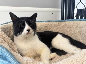TUCK -  Domestic Short Hair Cat for Adoption in Palmetto, Florida - TUCK | PetCurious
