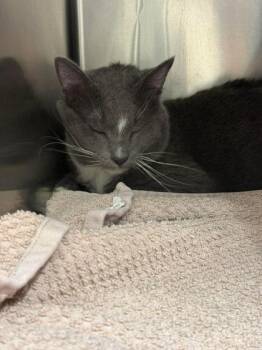 Domestic Short Hair Cats Available for Adoption in Annapolis, Maryland - Bootsie | PetCurious