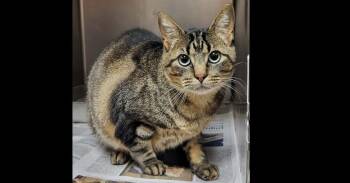 Merrimack -  Domestic Short Hair Cat Available for Adoption in Groveland, Massachusetts - Merrimack | PetCurious