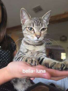 Bella-Luna -  Tabby Cat for Adoption in San Antonio, Texas - Bella-Luna | PetCurious