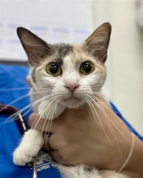 Tippy -  Domestic Short Hair Cat for Adoption in Prince Frederick, Maryland - Tippy | PetCurious