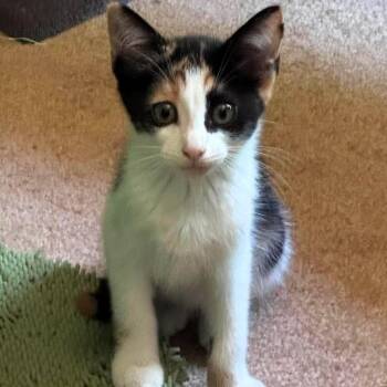 Callie -  Domestic Short Hair Cat for Adoption in Lenexa, Kansas - Callie | PetCurious