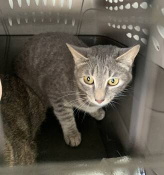 Rescue Domestic Short Hair Cats for Adoption in Troutdale, Oregon - Fuji (mcas) | PetCurious