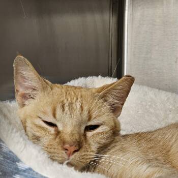 Sienna -  Domestic Short Hair Cat for Adoption in Stratford, Connecticut - Sienna | PetCurious