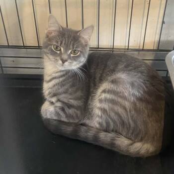 Rescue Domestic Short Hair Cats for Adoption in Huntington, West Virginia - Monarch | PetCurious