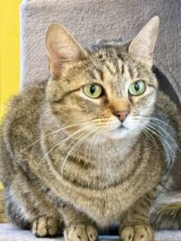 Lily Pad -  Domestic Short Hair Cat for Adoption in Downers Grove, Illinois - Lily Pad | PetCurious