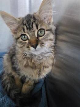 LeftClick -  Domestic Long Hair and Domestic Short Hair Cat for Adoption in Simcoe, Ontario - LeftClick | PetCurious